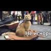 Cats 19