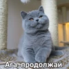 Cats 20