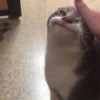 Not So Polite Cats 19