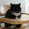 Cat 16