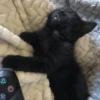 Cat 17