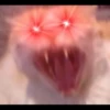 Cats 23
