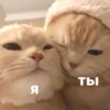 catsaandlove 21
