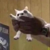 Cats 20