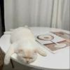 Cat's Memes 20