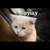 Cats 21