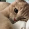 Gatos e Cachorros 20