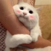 IM