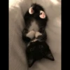 Cat 18