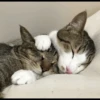 Cat's Memes 21
