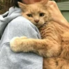 Gatos e Cachorros 22