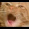 Cats 24