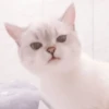 cats 22