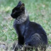 Cat 19