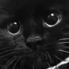 Cat 20