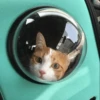 Cat's Memes 22