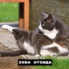 catsxoba 8
