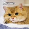 Cats 22