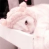 cats 23