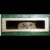 Cats 20