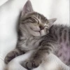 Cat's Memes 23
