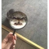 Not So Polite Cats 21