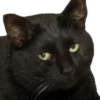 Caters Gonna Cate 21
