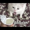 Cats 23