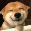 Gatos e Cachorros 24