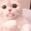 cats 24