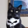 Cat 22