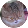 Lol cats 13