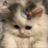 Cats 23