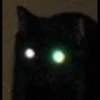 Cats 25