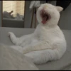 Cat's Memes 24