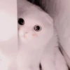 cats 25