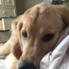 Gatos e Cachorros 25