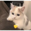 catsaandlove 25