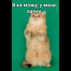 Cats 24