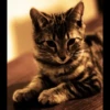Cats 22