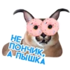 catspb 18