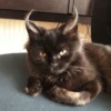 Cat 23