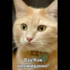 Cats 25