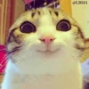 Cats 24