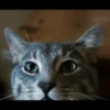 Cats 25