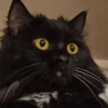 Cat 24
