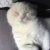 Cat's Memes 25