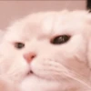 cats 26