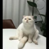 Cat's Memes 26