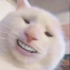 Cats 26
